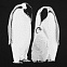 Футболка женская Like a Penguin, черная с логотипом в Белгороде заказать по выгодной цене в кибермаркете AvroraStore