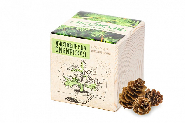 Набор для выращивания «Экокуб», лиственница сибирская с логотипом в Белгороде заказать по выгодной цене в кибермаркете AvroraStore